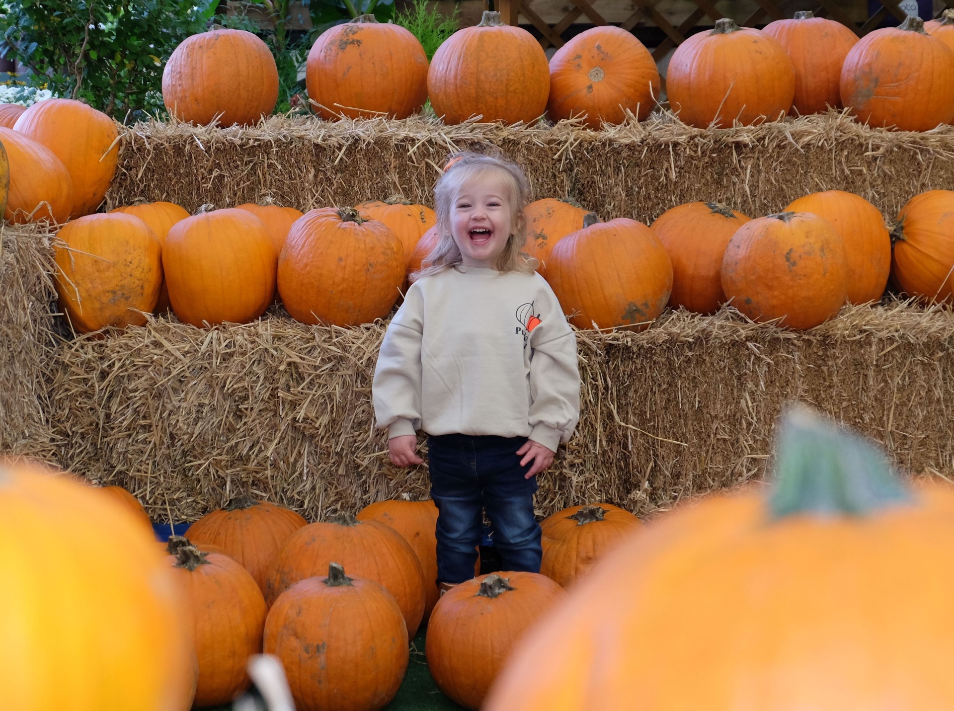 pumpkins at cardwell